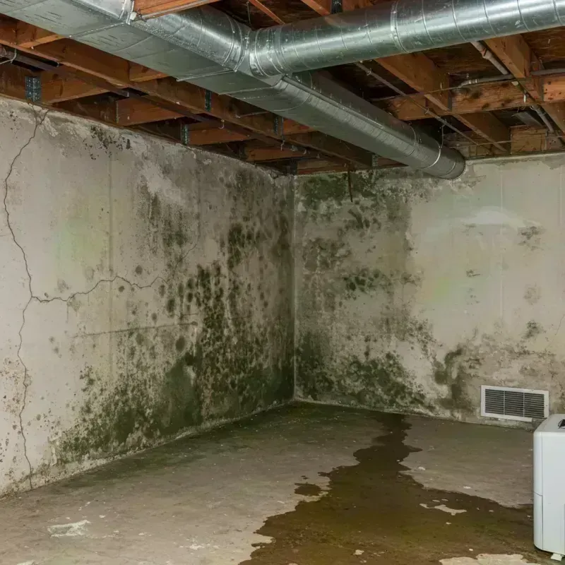 Professional Mold Removal in Fulton, MO